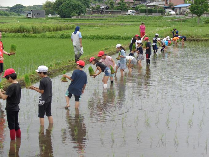 田植え体験②