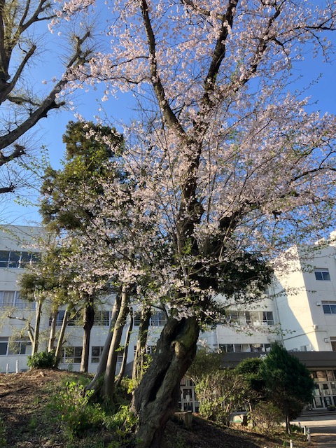 豊富小学校の桜