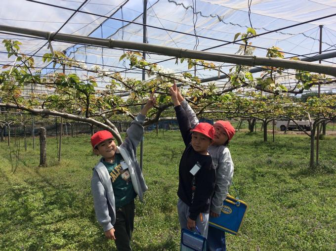 梨畑を自由に見学
