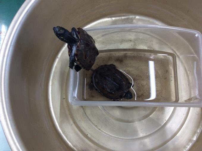 元気なクサガメ