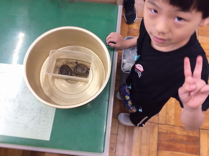 クサガメを飼育します