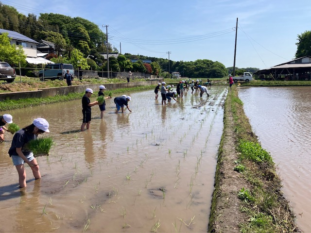 田植え体験スタート