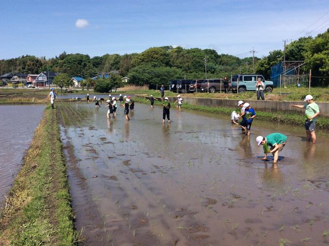 田植えをしています