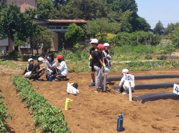 縦割り班の畝があります