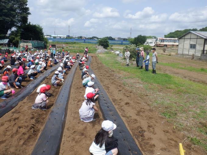 サツマイモ苗植え集会