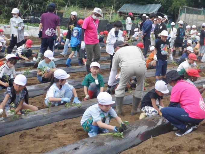 サツマイモ苗植え集会
