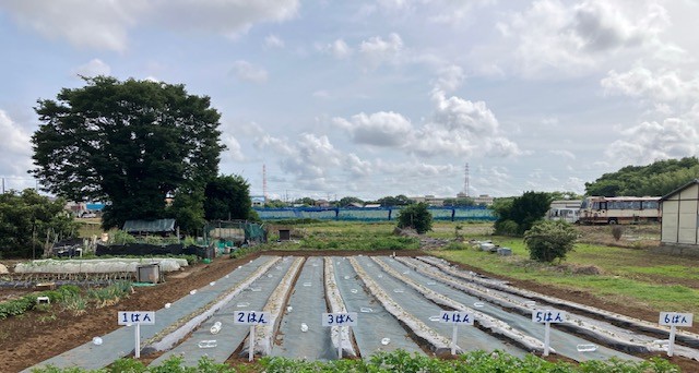 さつまいも畑