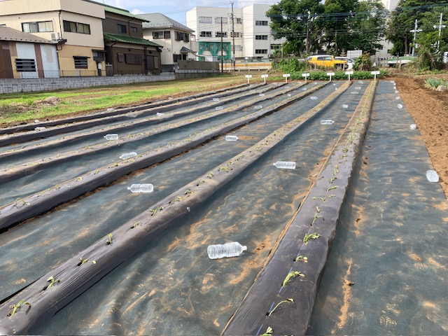 さつまいも畑