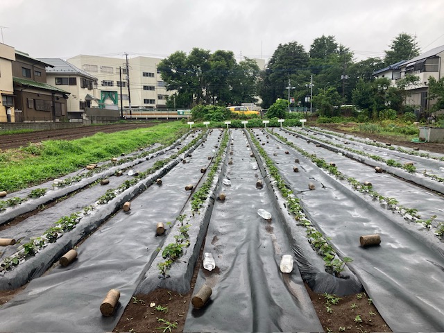 さつまいも畑