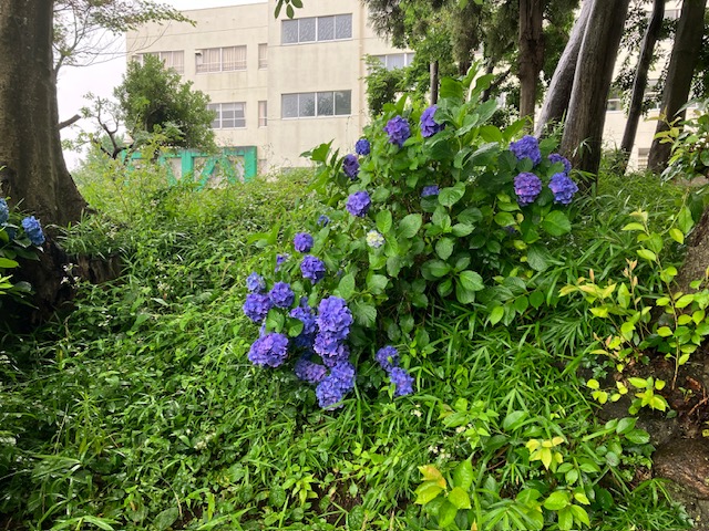 しらじ山の紫陽花