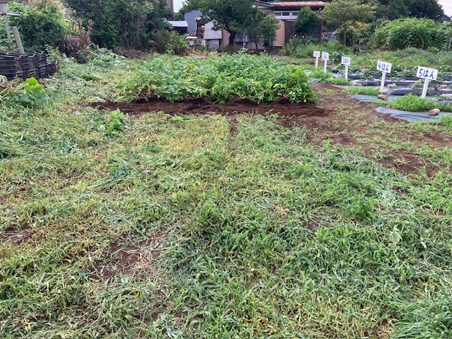 じゃがいも畑の草刈り完了です！