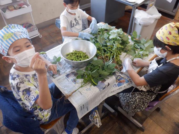 枝豆もぎ取り体験
