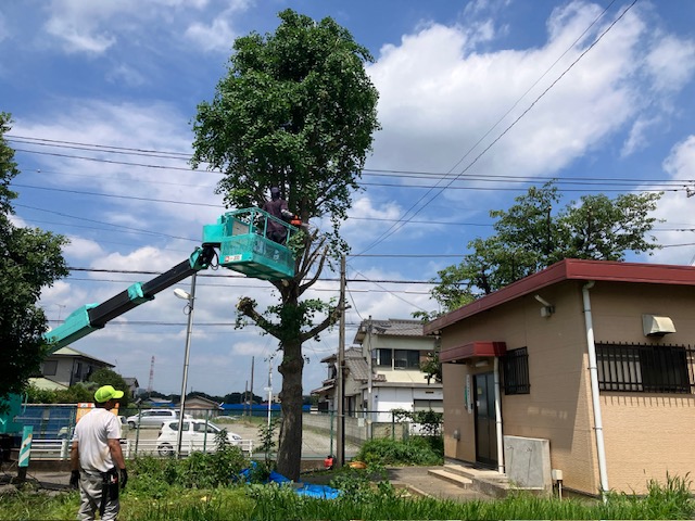 樹木の伐採