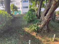 しらじ山