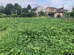 さつまいも畑(7月27日)