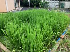 校内の田んぼ