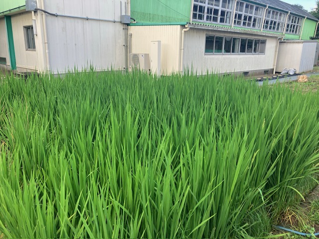 校内の田んぼ