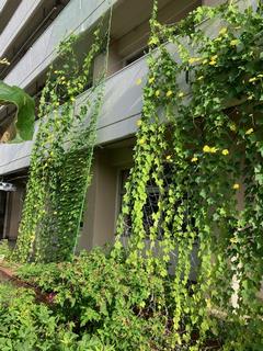 緑のカーテン