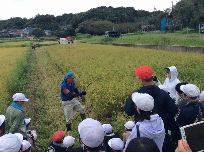 のこぎり鎌を使って稲を刈ります
