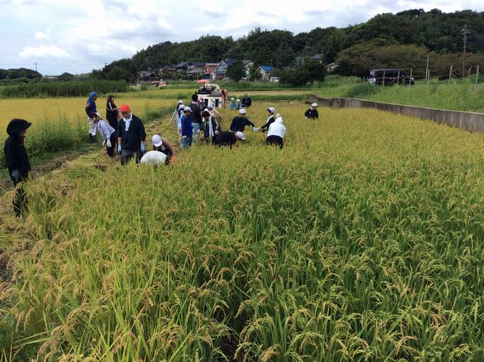 稲刈りを進めています