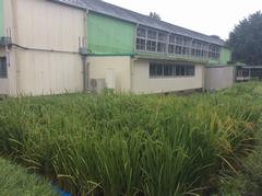 校内の田んぼ