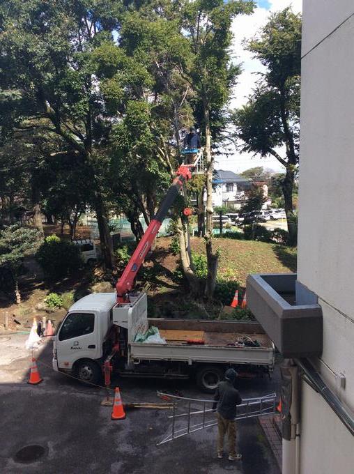 樹木の伐採