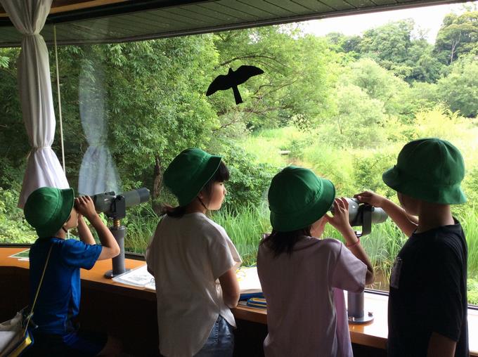 野鳥観察　カワセミを見つけました。