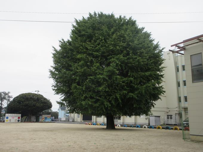 校庭のいちょう