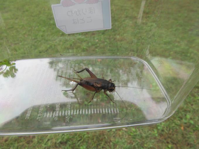 コオロギ発見!