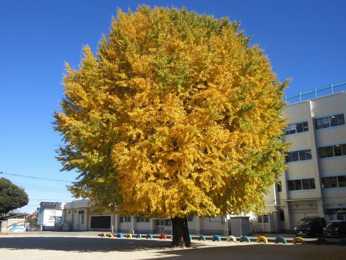 校庭のいちょう