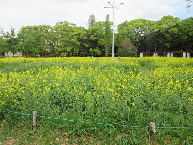 菜の花がきれいに咲いていました