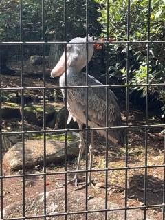 ハシビロコウ