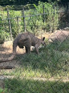 カンガルー