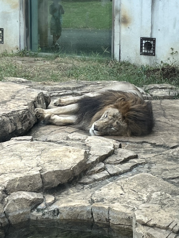 ライオン