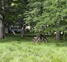 野生の鹿が姿を見せてくれました。