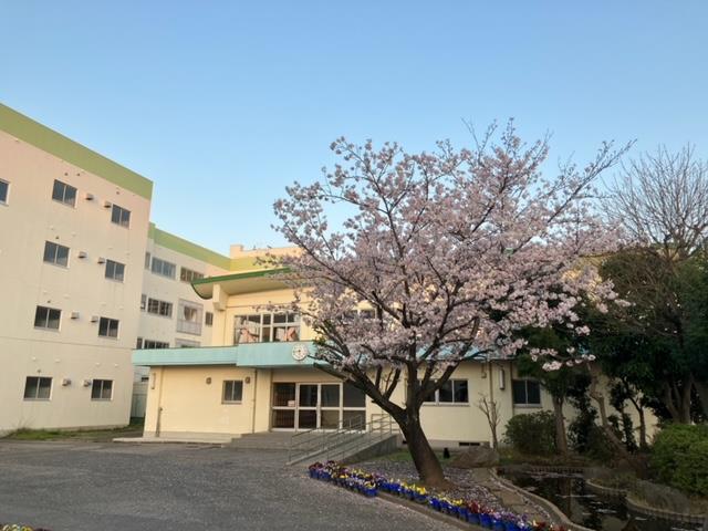 体育館前の桜