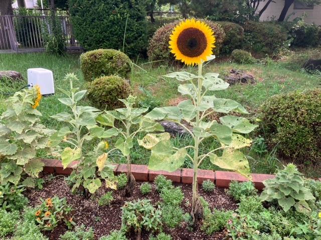 花壇のひまわり