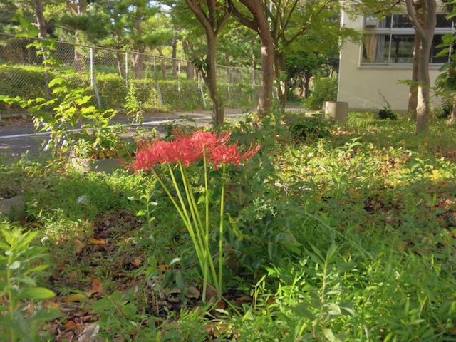 彼岸花