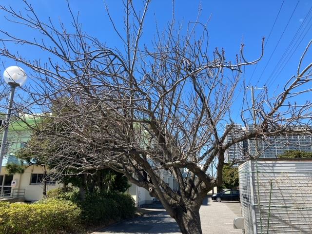 若松小学校の桜🌸