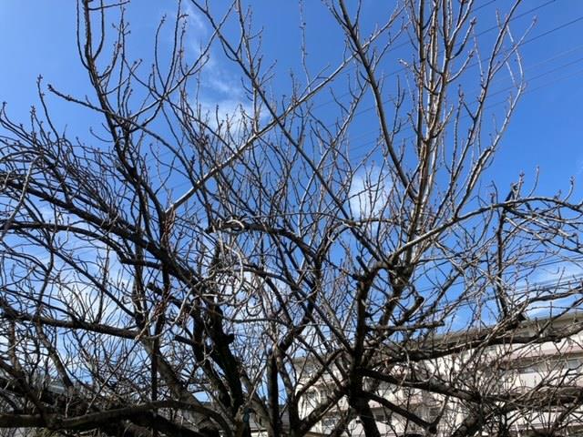 若松小の桜🌸