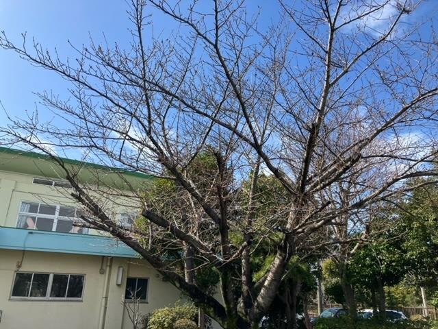 若松小の桜🌸