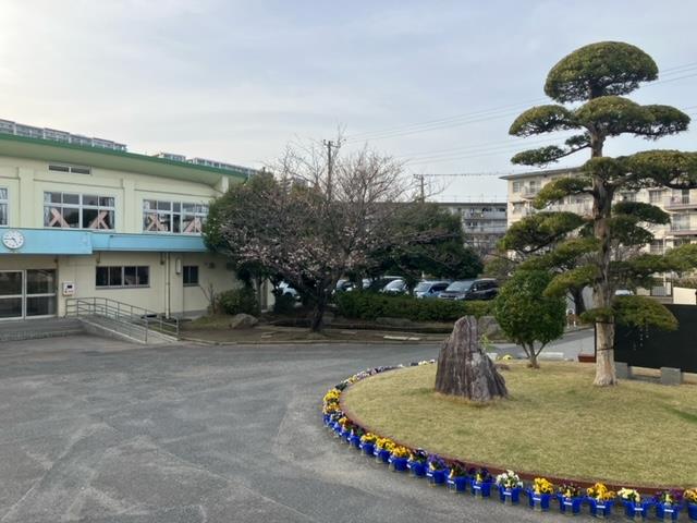 若松小の桜🌸