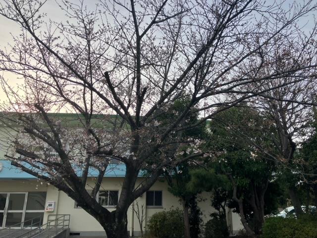 若松小の桜🌸