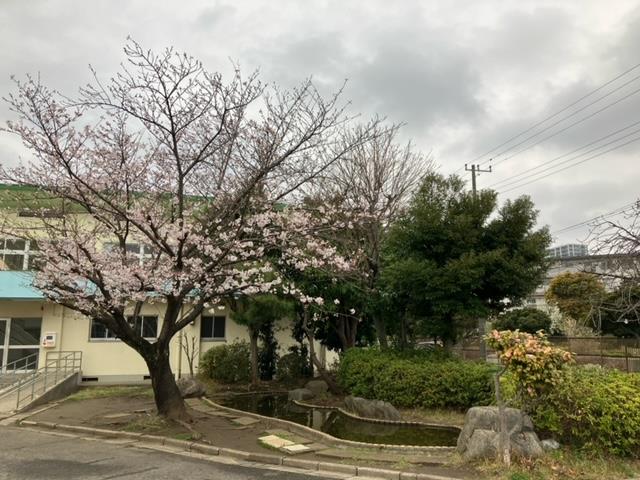 体育館前の桜🌸