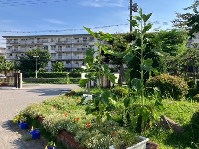 花壇の様子