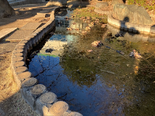 池に氷がはりました