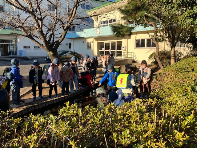 観察池の様子