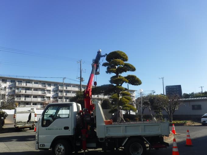 樹木の剪定