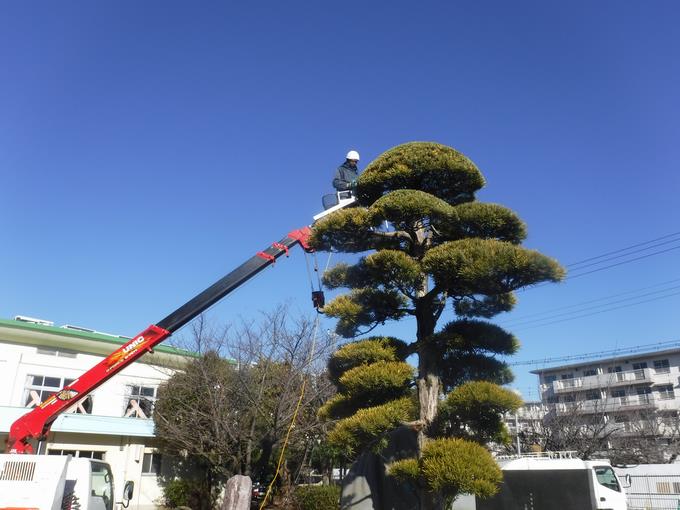 樹木の剪定