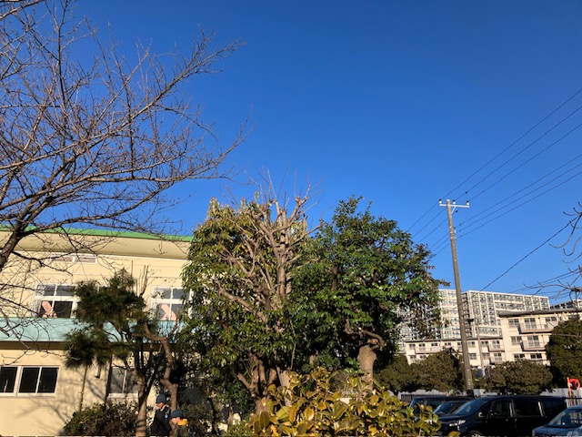 樹木の剪定